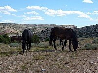 Big horn (64).JPG